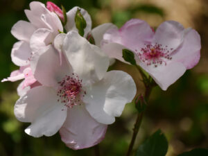 Rosa 'Sweet Pretty', Garten Rückert