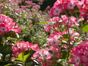 Rose 'Bukavu' (Lens) im Hyazinth Garten