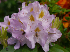 Rhododendronblüte im Landidyll Tjarks