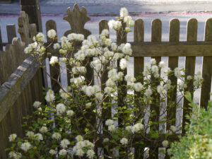 Fothergilla major, Vorgarten von Wurzerlsgarten