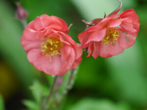Geum in Wurzerlsgarten