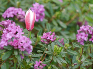 Rhododendron hirsutum, Alpenrose und Tulipa 'Lady Jane'