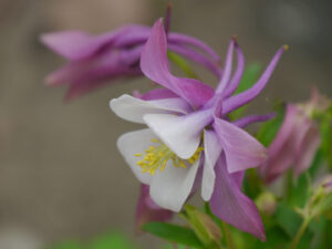 Aquilegia caerula Sämling in Wurzerlsgarten