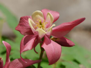 Aquilegia caerulea, rosaweiße Hybride, in Wurzerlsgarten