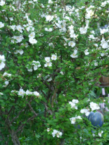 weiß, Rosa sericea subsp. omeiensis fo. pteracantha, Stacheldrahtrose, Wurzerlsgarten