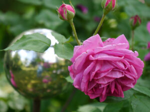 Rosa 'Louis Odier' im Engelgarten Anita Rau