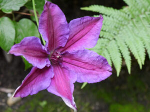 Clematis 'Mrs. N. Thompson', Hostagarten Reiner Blohm