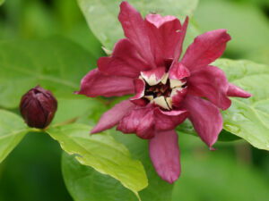 Calycanthus x raulstonii 'Hartlage Wine', Gewürzstrauch, Gärtnerei 'Aan de Dijk'