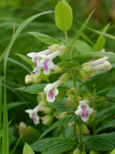 Melittis melissophyllum, Gärtnerei "Aan de Dijk"