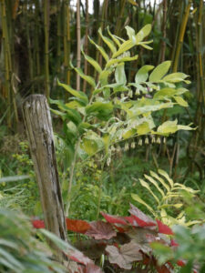 Polygonatum 'Golden Gift', Gärtnerei "Aan de Dijk"