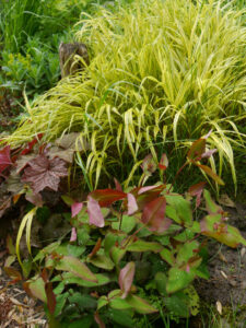 Hypericum 'Albury purple', Hakonechloa 'Aureola', Heuchera 'Brownii', Gärtnerei "Aan de Dijk"