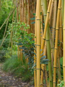 Im Bambuswäldchen der Gärterei "Aan de Dijk"
