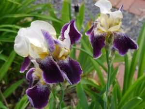 Iris x germanica 'Salonique', Sammlergarten Diekmann