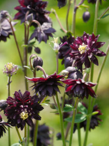 Aquilegia vulgaris 'Black Barlow', Sammlergarten Diekmann