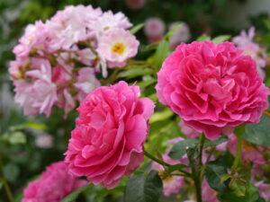 Rosa 'Gabriel Oak', dahinter Rosa 'Gardens of Hex', GALAROSA