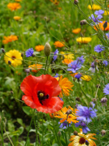 Bunte Blumenwiese mit Papaver rhoeas, Klatschmohn