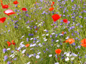 bunte Blumenwiese mit Seidenmohn, Papaver rhoeas