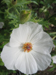 Argemone grandiflora, weißer großblütiger Stachelmohn, Sissinghurst