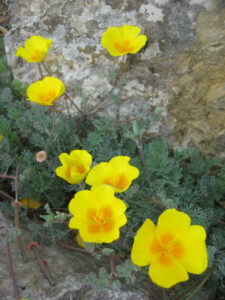 Eschscholzia californica subsp. mexicana, Bot. Garten Würzburg
