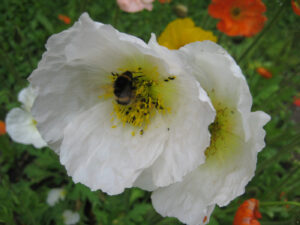 Papaver nudicaule, weiße Sämlinge