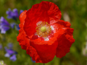 Papaver rhoeas, klassische Farbe, aber seltene weiße Zeichnung am Blütengrund