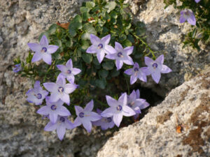 Campanula fragilis, Gärtnerei Eidmann