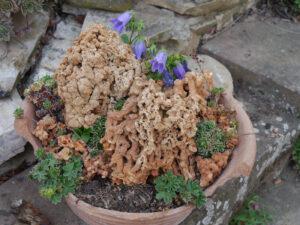 Kalksinterstein, Campanula dasyantha 'Superba', Gärtnerei Eidmann