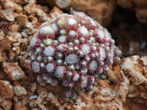 Sempervivum arachnoideum 'Sapa', Gärtnerei Eidmann
