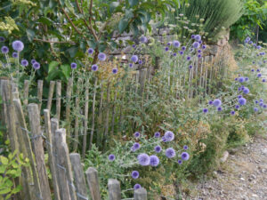 Echinops ritro 'Veitchs Blue', Kugeldistel, Gärtnerei Eidmann
