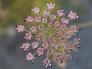 Daucus carota subsp. carota, Farbauslese Eidmann der Wilden Möhre, Gärtnerei Eidmann