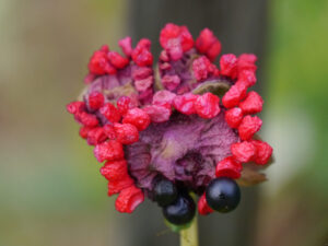 Samenstand einer Paeonia im Kirschbaumgarten der Gärtnerei Eidmann