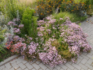Saponaria x 'Sigurd`, Gärtnerei Eidmann
