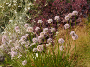 Allium 'Summer Beauty', Sedum sedum 'Purple Emperor', Gärtnerei Eidmann