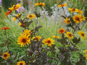 Heliopsis helianthoides var. scabra 'Bleeding Hearts' Gärtnerei Eidmann