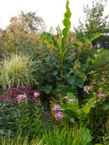 Federmohn, Maclaya cordata, Bananenstauden, Miscanthus, Monarden, Phlox, Gräser im Schaugarten Eidmann