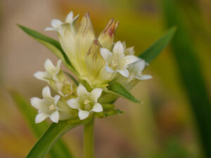 Gentiana tibetica, Tibetischer Enzian, Gärtnerei Eidmann