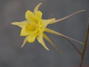Aquilegia chrysantha 'Yellow Queen' im großen Quartier