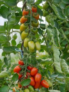 Tomatenernte im Gewächshaus im der Staudengärtnerei Eidmann