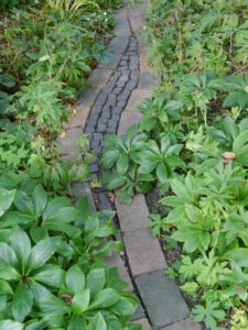 Der ältere Schattengarten im Garten Pristin