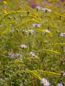 Astern und Goldruten im Präriegarten Pristin