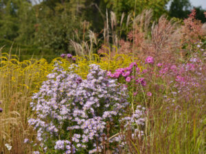 Frühherbst im Garten Pristin