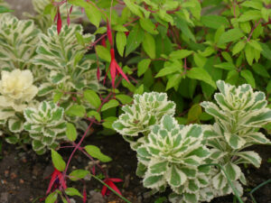 Fuchsia magellanica var. gracilis 'Aurea' mit Sedum takesimense 'Atlantis', Garten Anne Repnow