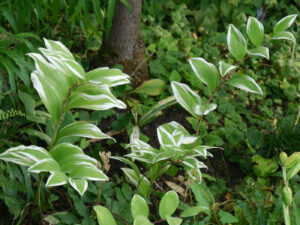 Polygonatum odoratum 'Kayaba-Nishiki', Garten Anne Repnow