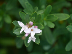 Daphne x transatlantica 'Pink Fragrance', Garten Anne Repnow