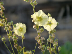 Alcea rugosa, Garten Anne Repnow