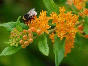 Asclepias tuberosa, Garten Anne Repnow