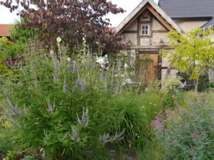 Mönchspfeffer, Vitex agnus-castus, Garten Anne Repnow