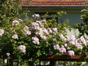 Ramblerrose 'Lauré Davoust', Garten Pecoraro-Schneider