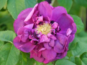 Rosa 'Indigo', Portlandrose, Garten Pecoraro-Schneider