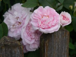 Rosa alba 'Königin von Dänemark', Garten Pecoraro-Schneider